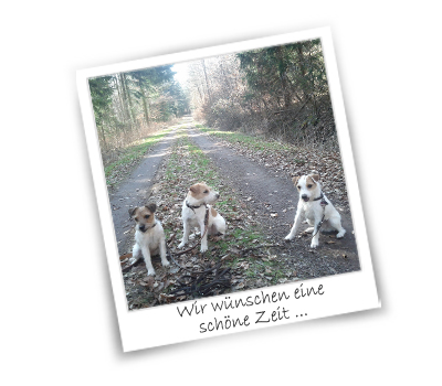 Parson Russell Terrier Saarland Saarbruecken