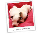 Zweite Woche