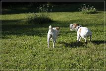 Penny und Noodles